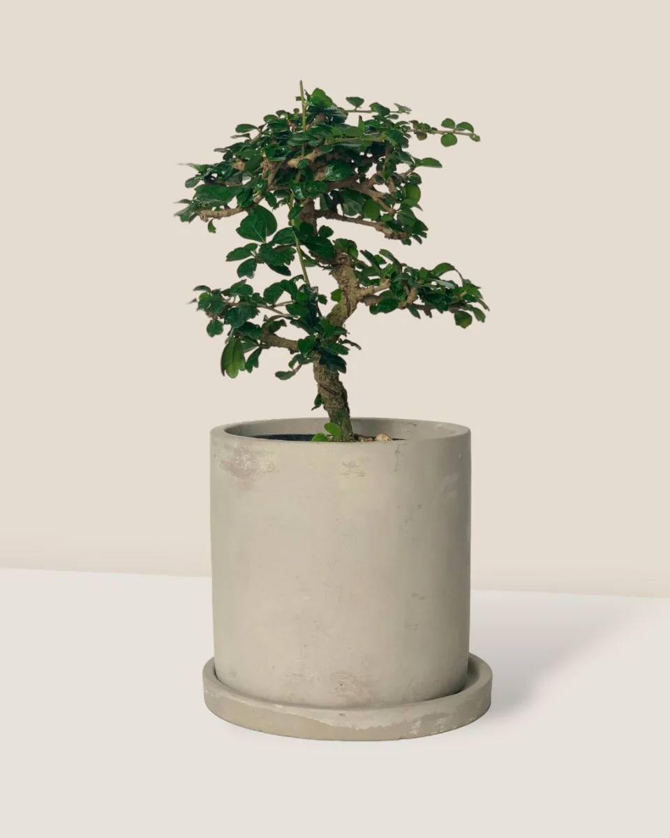 Ehretia Bonsai - Image 4