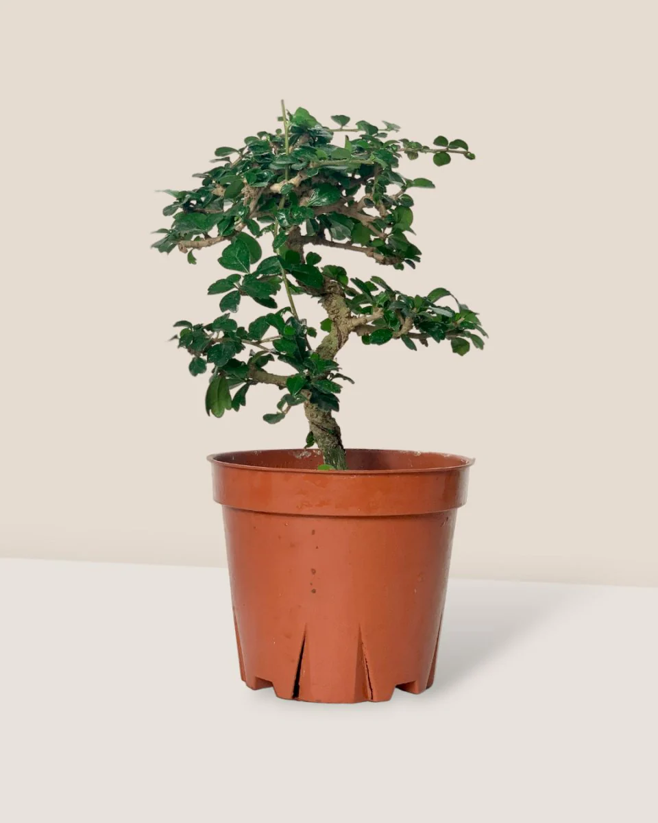 Ehretia Bonsai - Image 5