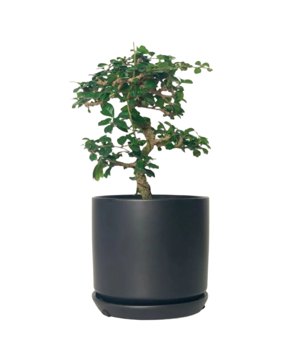 Ehretia Bonsai - Image 7