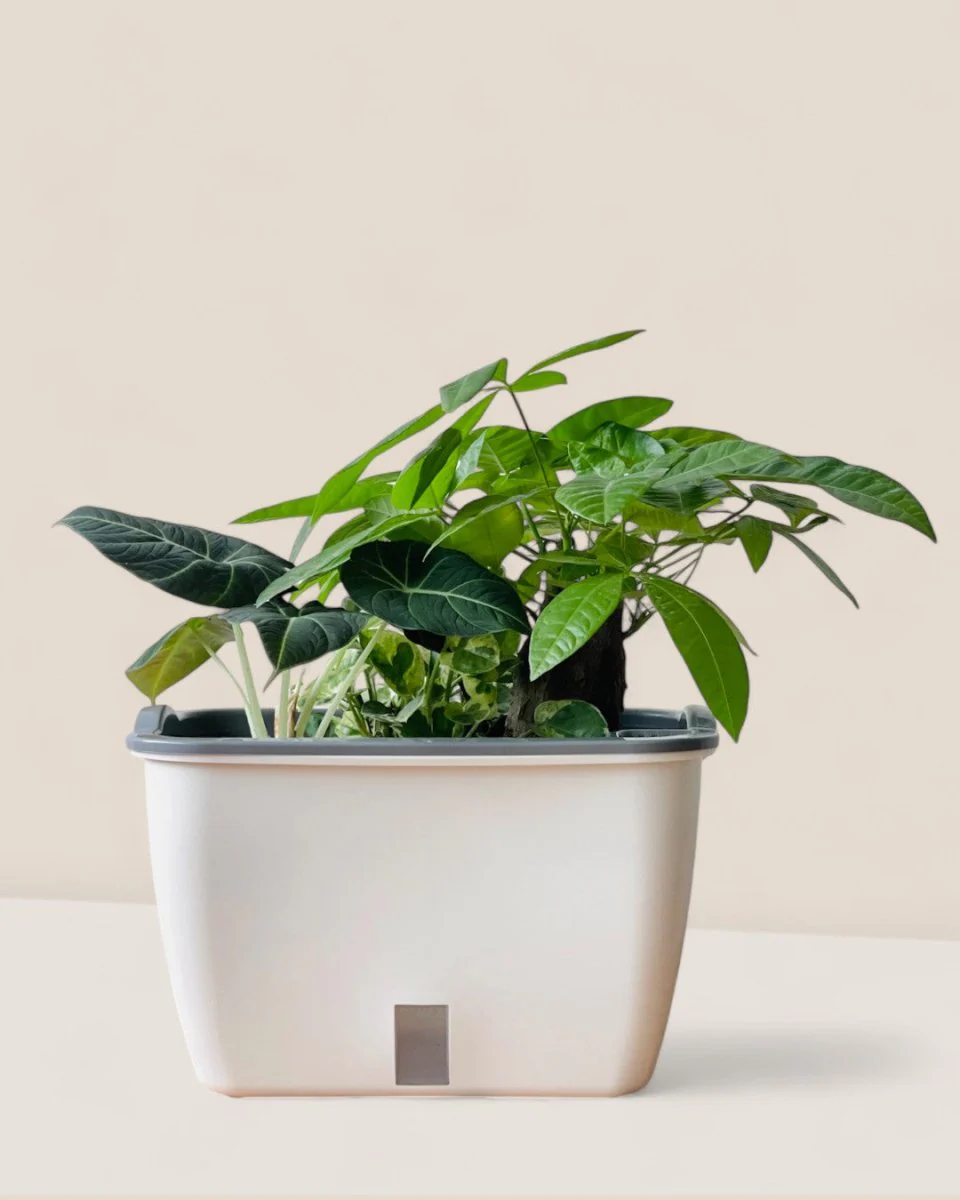 Ella Self Watering Planter