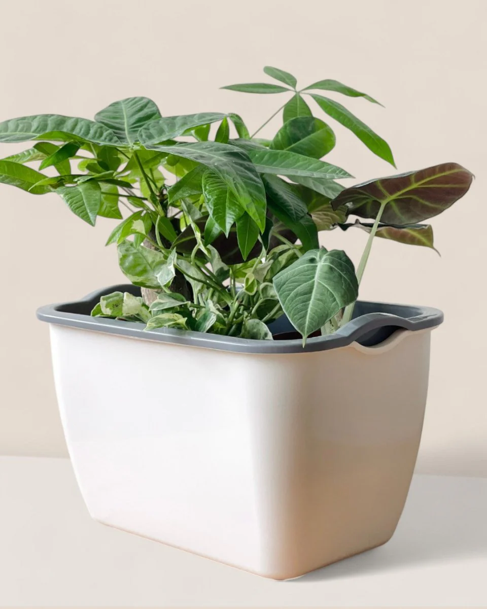Ella Self Watering Planter - Image 5