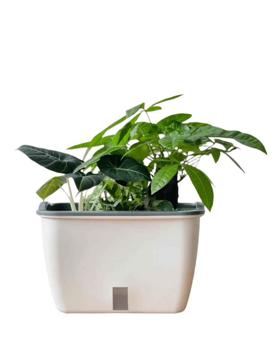 Ella Self Watering Planter - Image 6