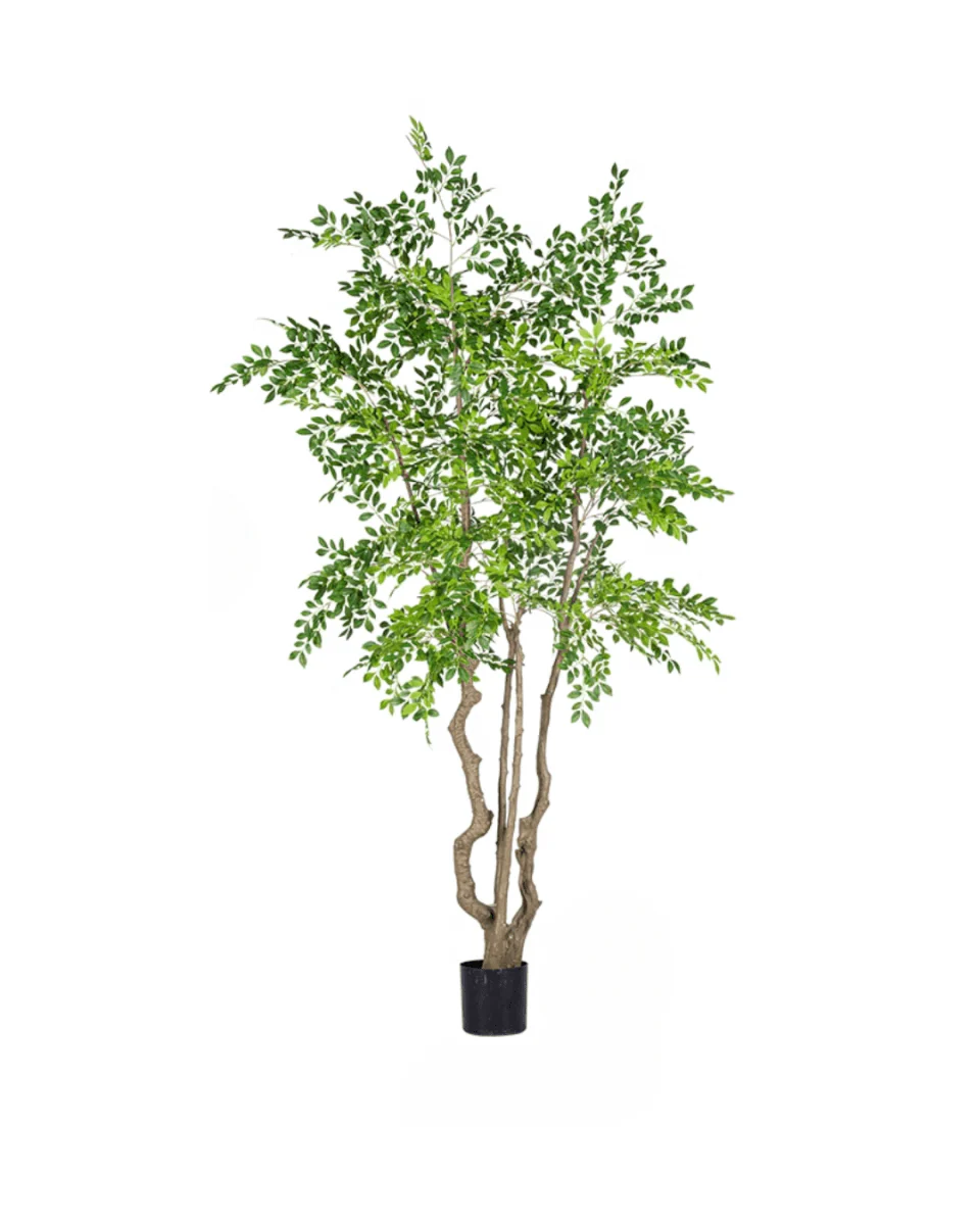 Elm Money Tree (Life-like Artificial) - Image 16