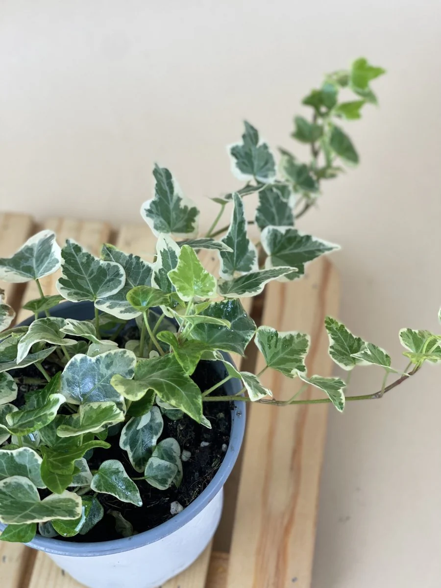 English Ivy Junior - Image 7