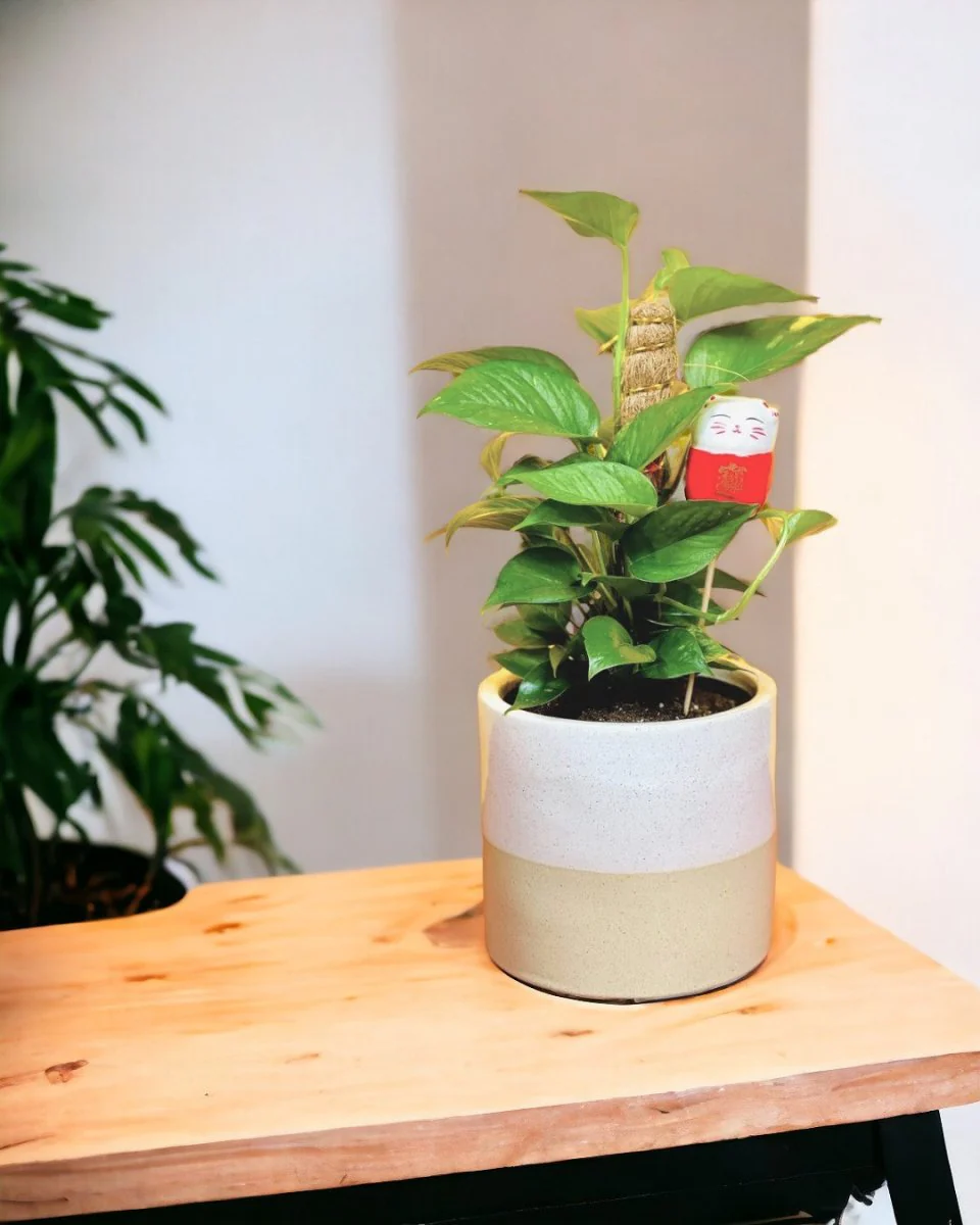 Epipremnum Money Plant (0.3m) - Image 7