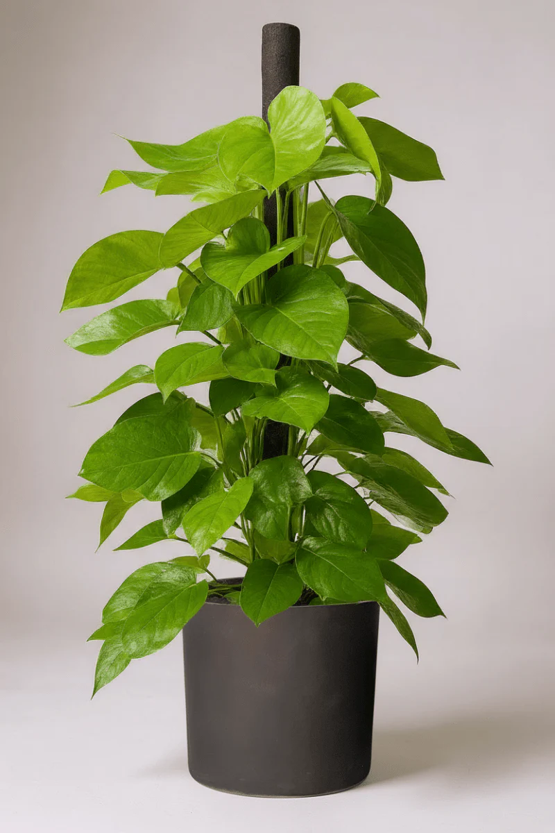 Epipremnum Money Plant - Tall - Image 6
