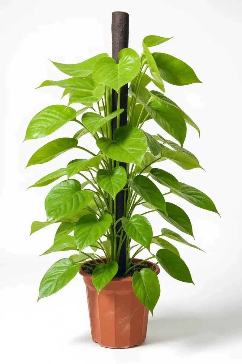 Epipremnum Money Plant - Tall - Image 8