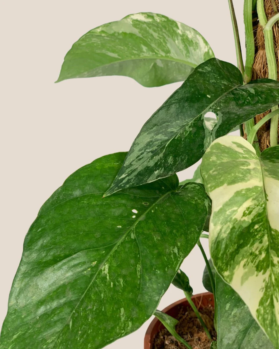 Epipremnum Pinnatum "Albo Variegata" - Image 5