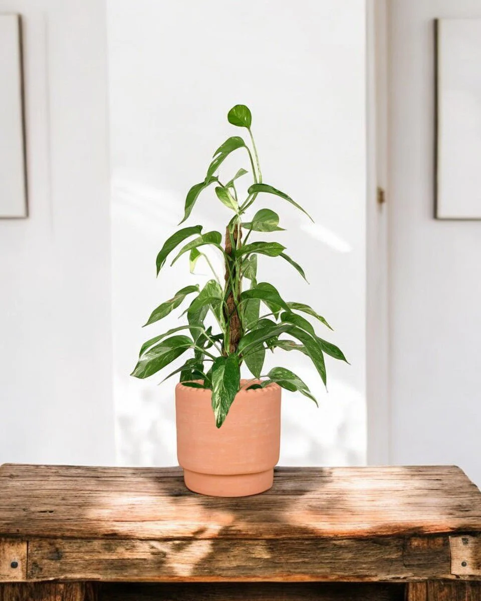 Epipremnum Pinnatum "Albo Variegata" - Image 7