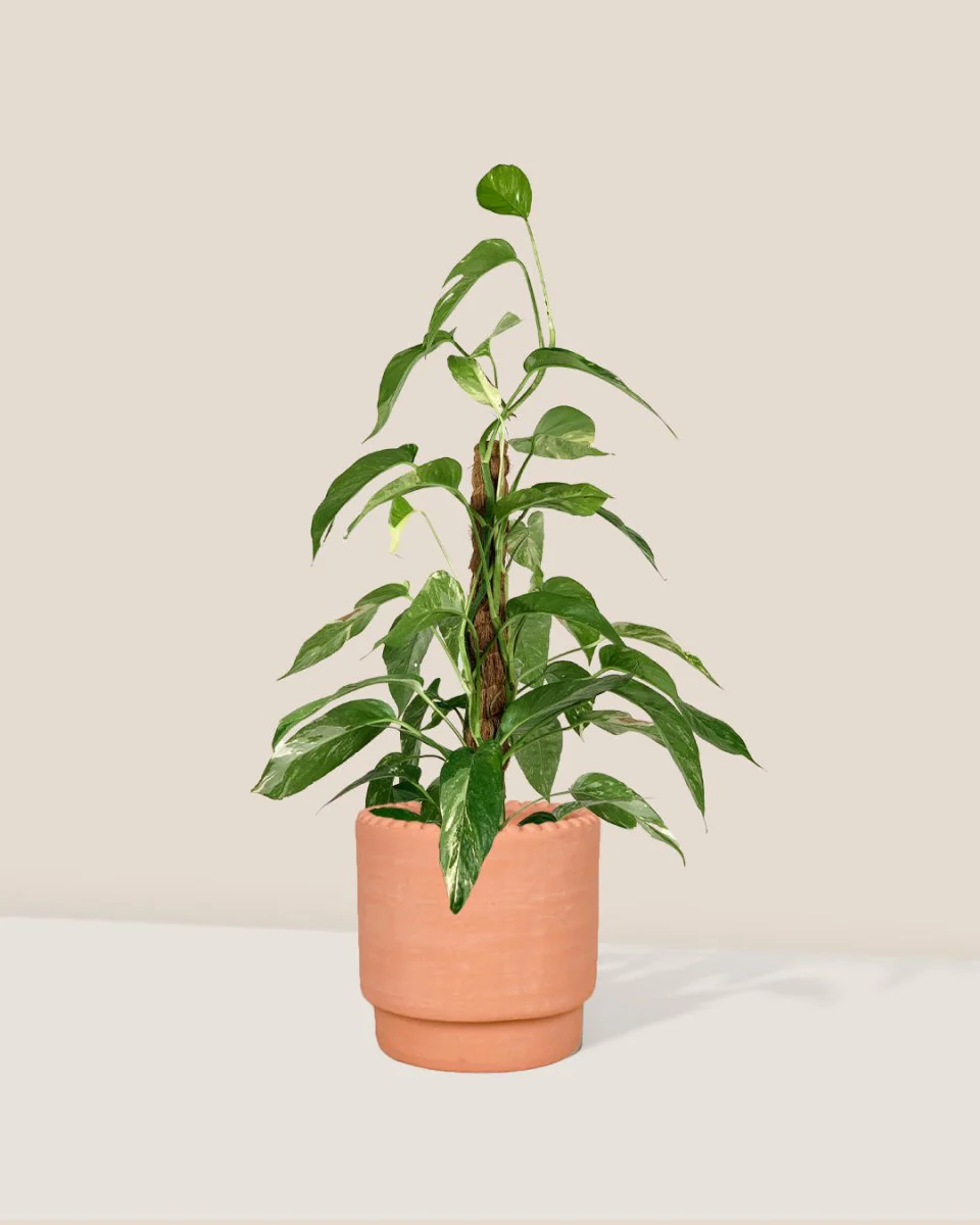 Epipremnum Pinnatum "Albo Variegata" - Image 8