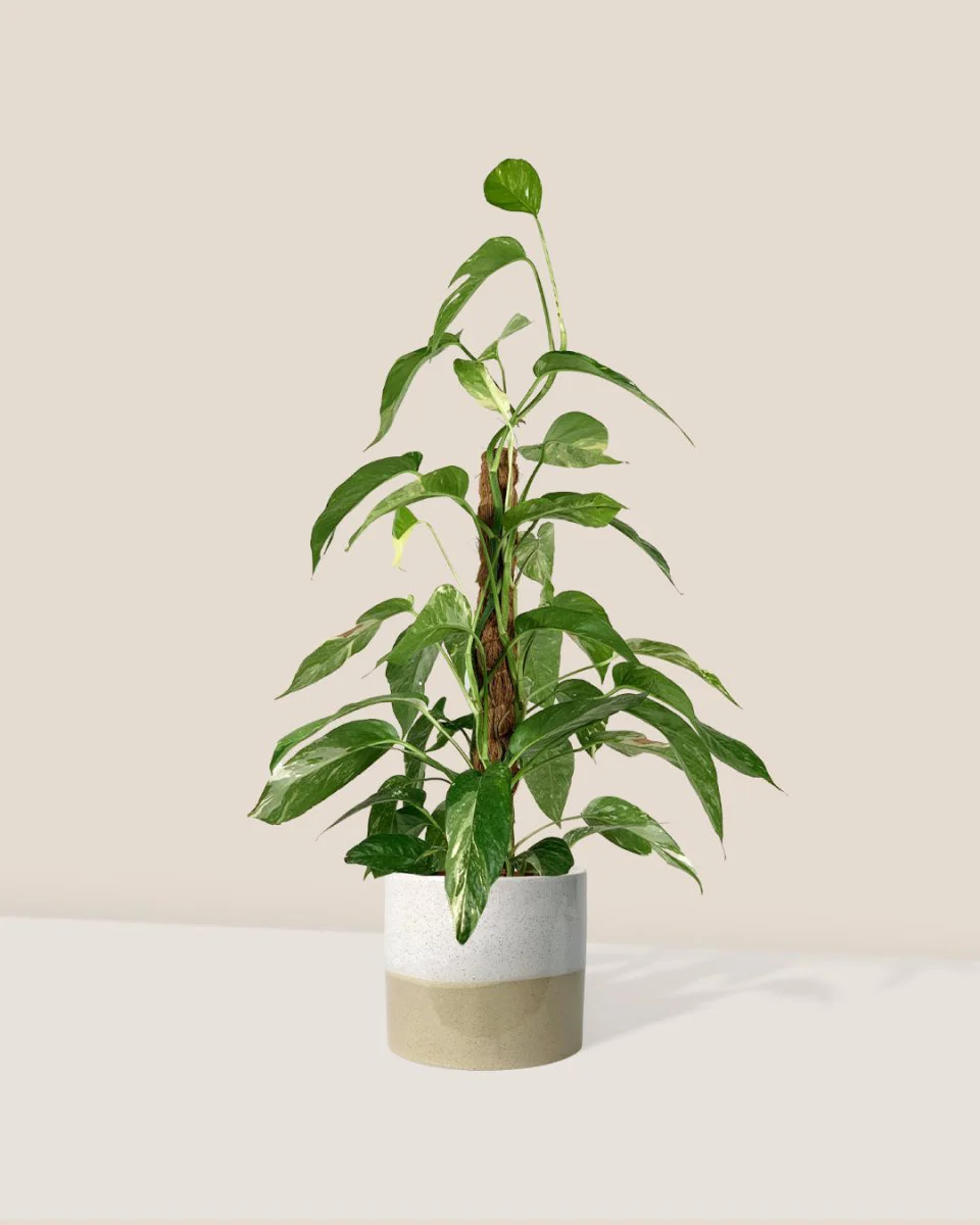 Epipremnum Pinnatum "Albo Variegata" - Image 9