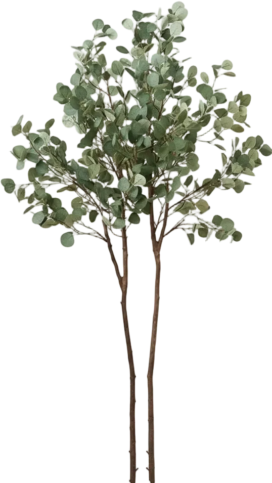 Eucalyptus Real-Trunk Artificial - Image 11