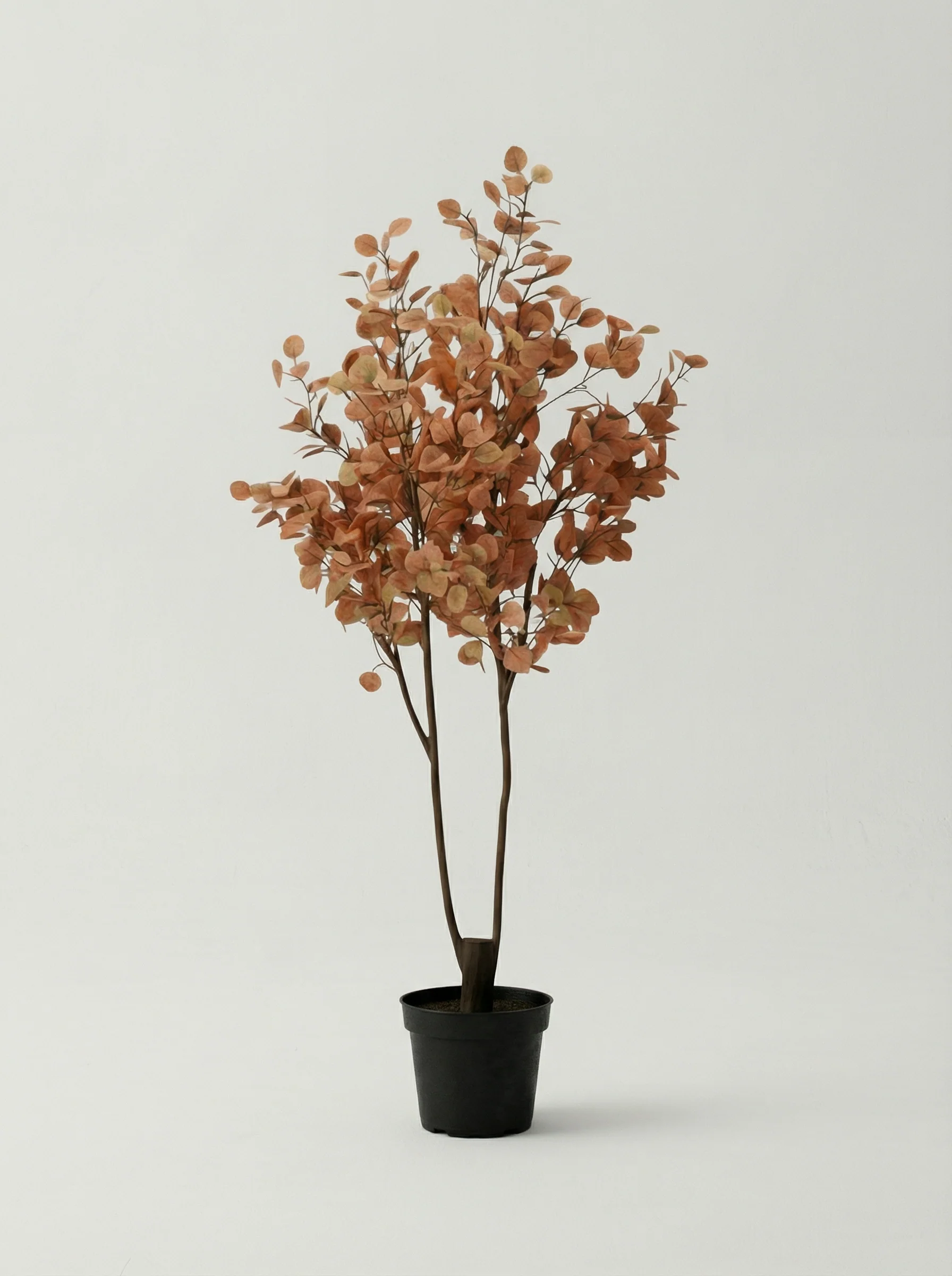 Eucalyptus Real-Trunk Artificial - Image 14