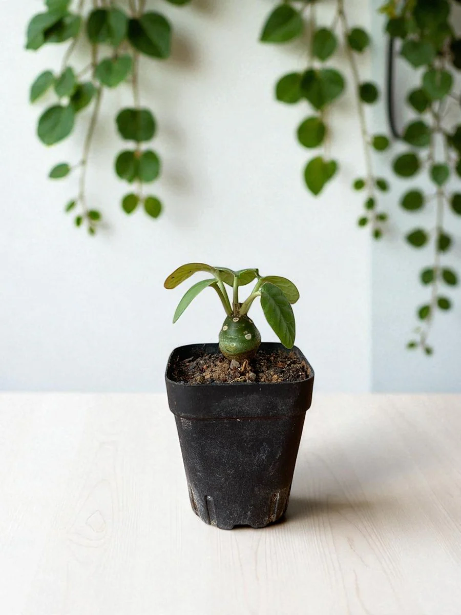 Euphorbia Gabisan