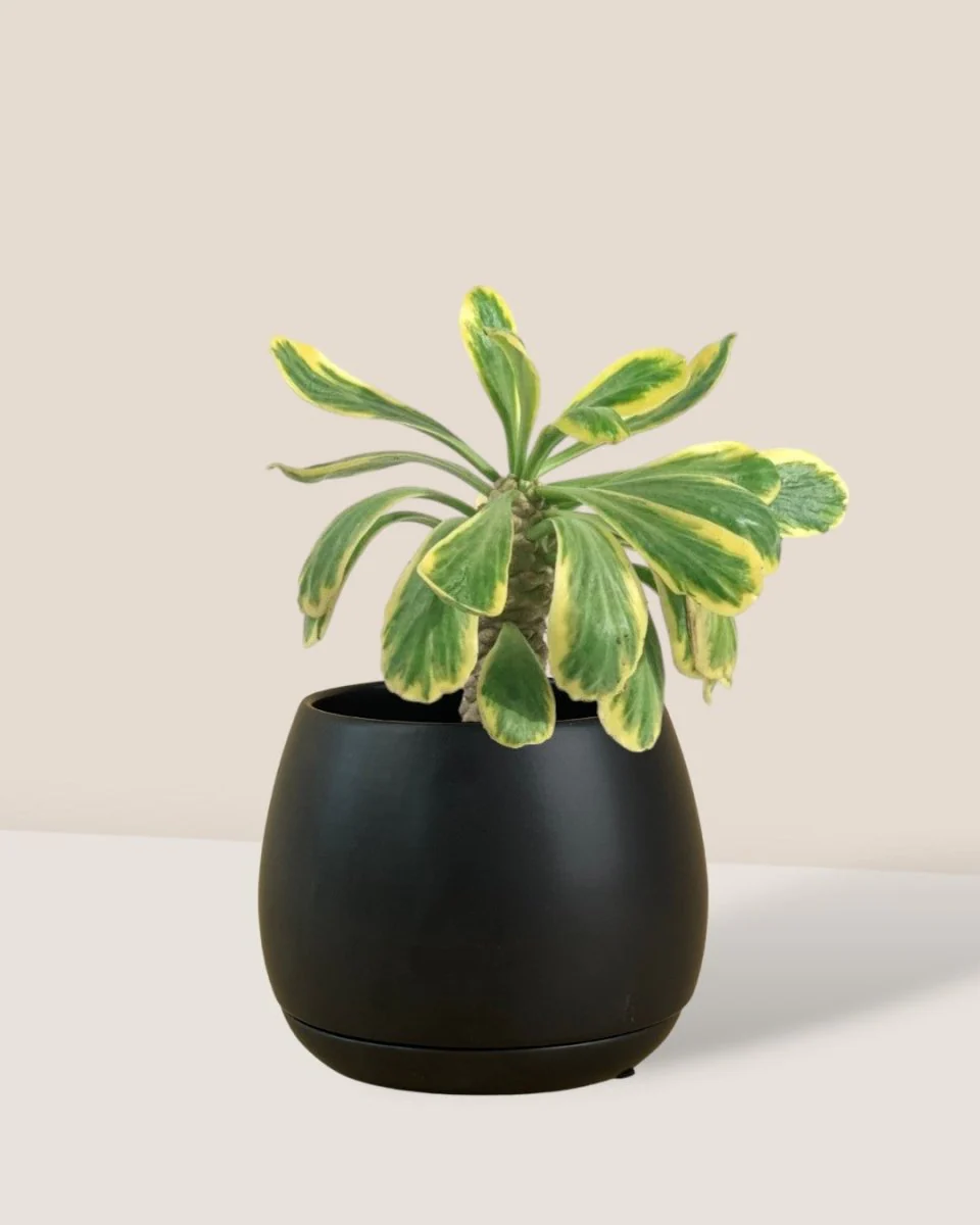Euphorbia Poissonii - Image 11