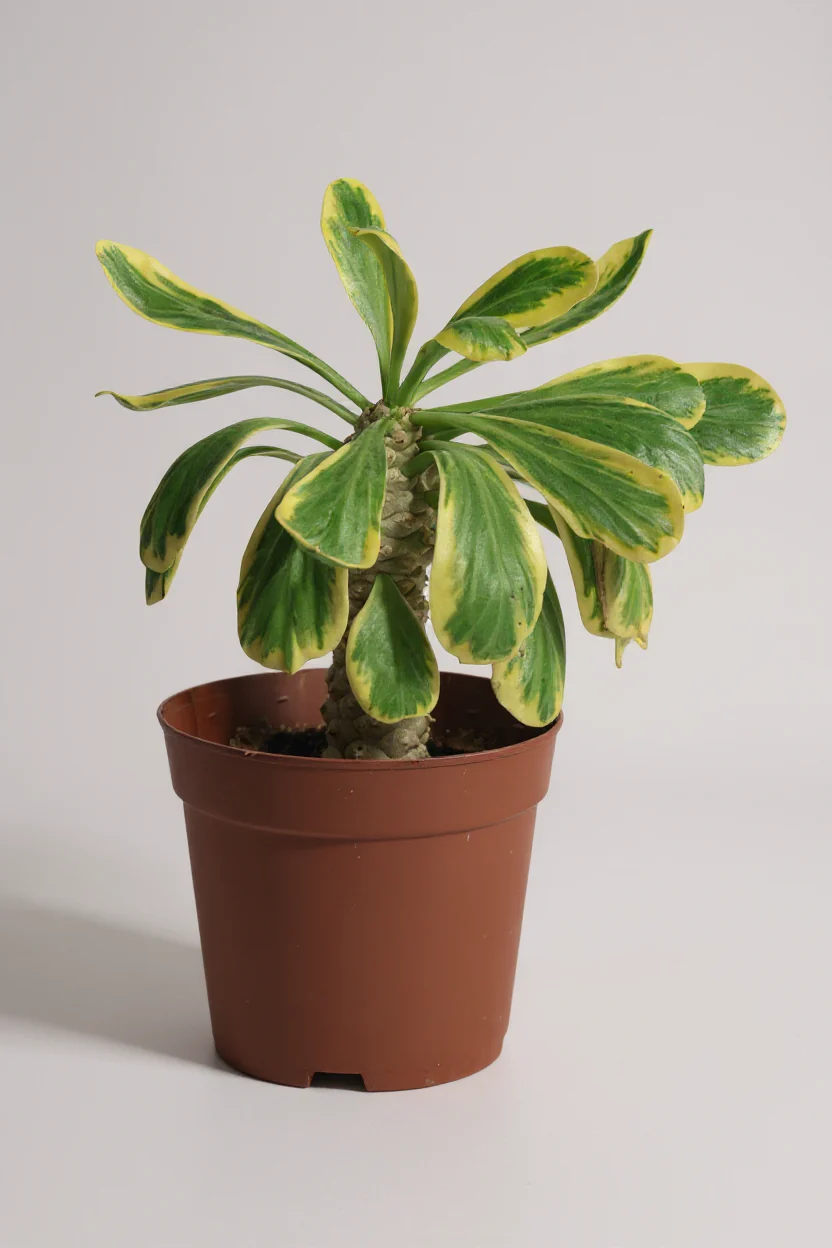 Euphorbia Poissonii - Image 5