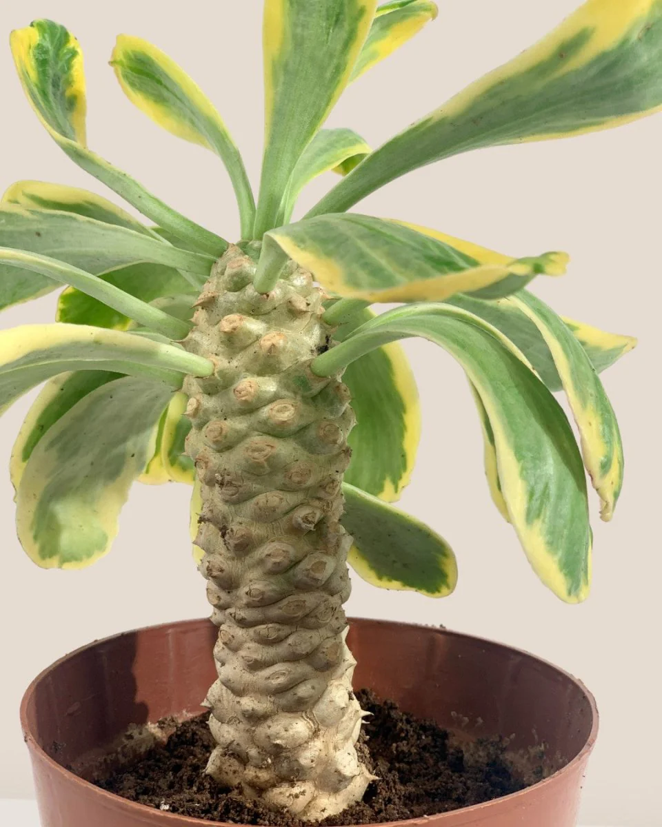 Euphorbia Poissonii - Image 7
