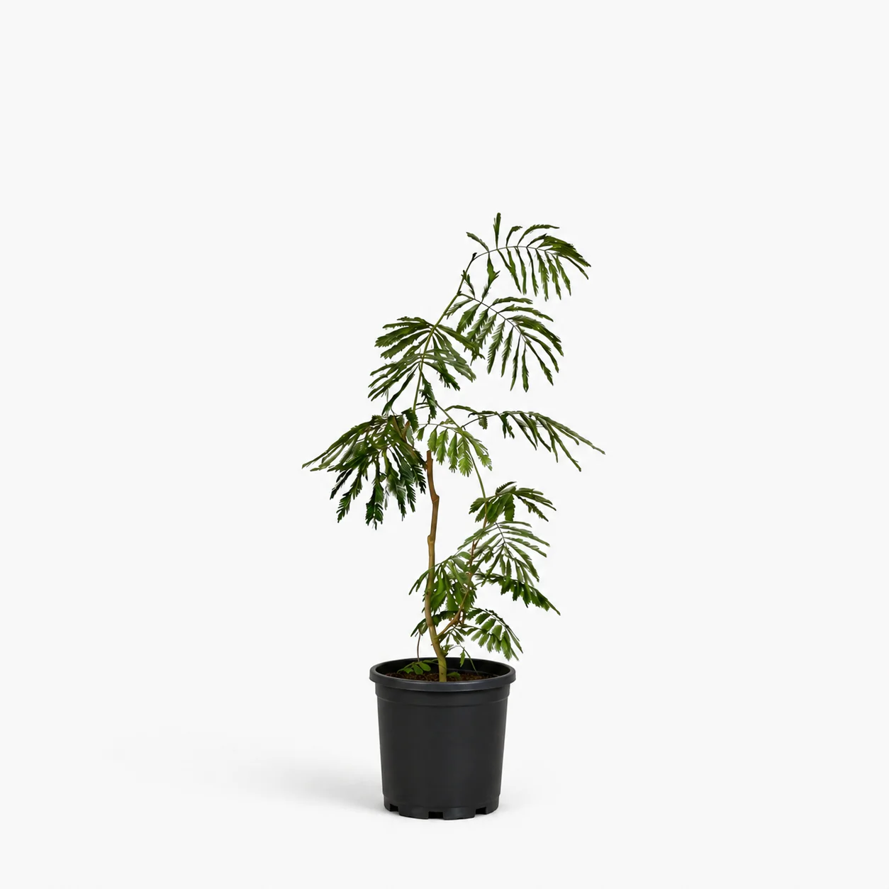 Everfresh Tree (Japan) Junior - Image 5