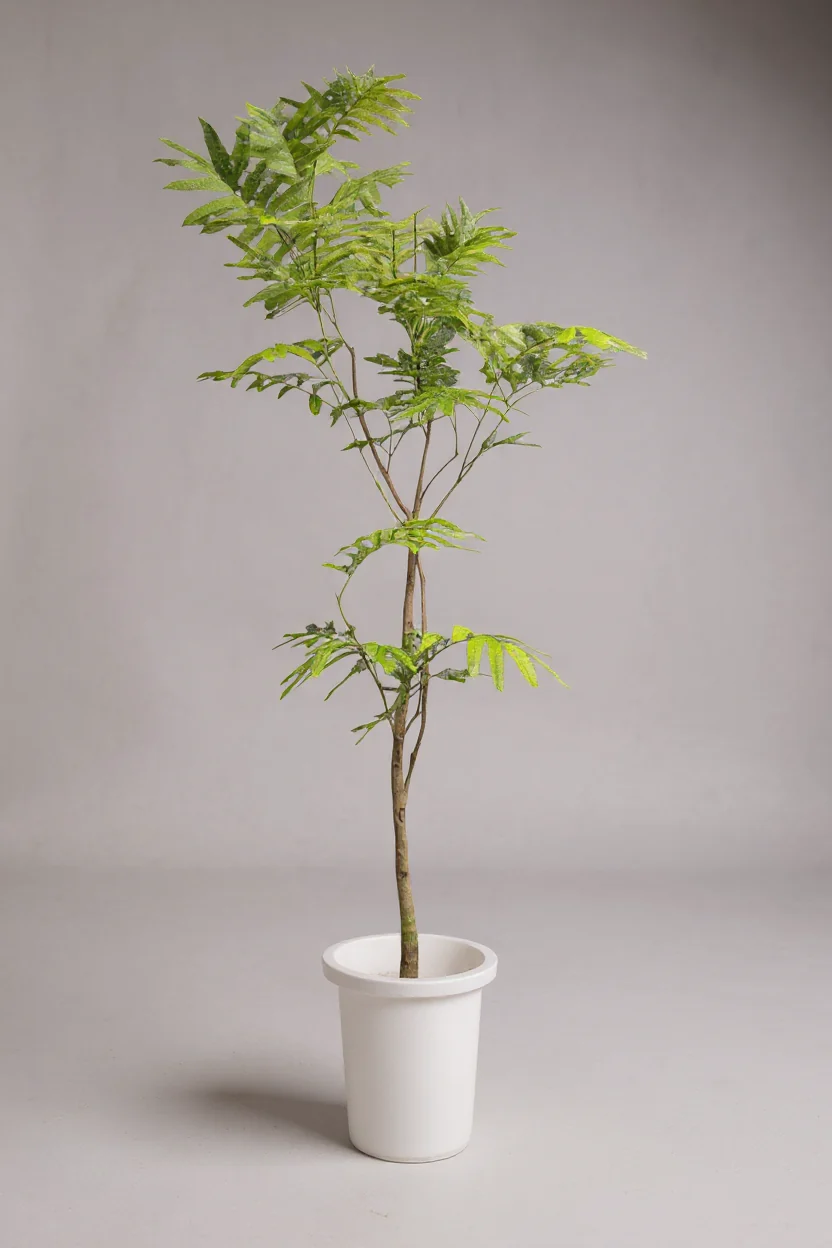 Everfresh Tree (Japan) Standard - Image 4