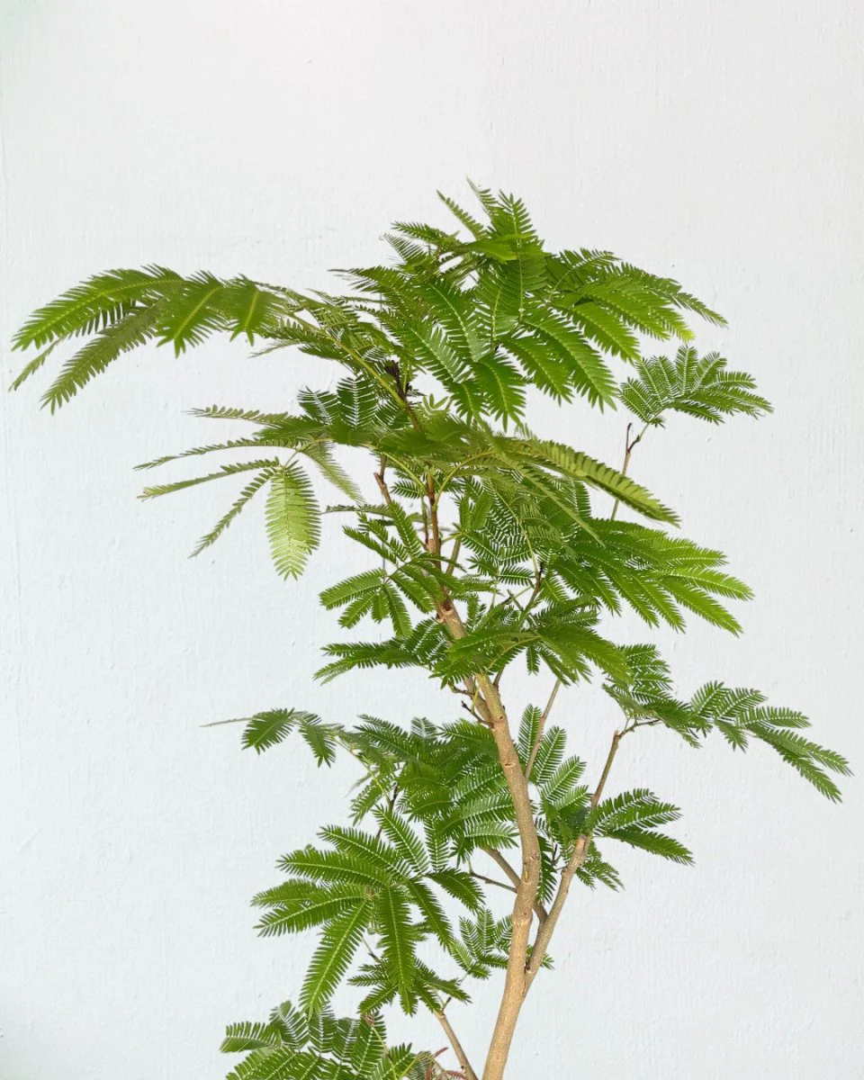 Everfresh Tree (Japan) Standard - Image 5