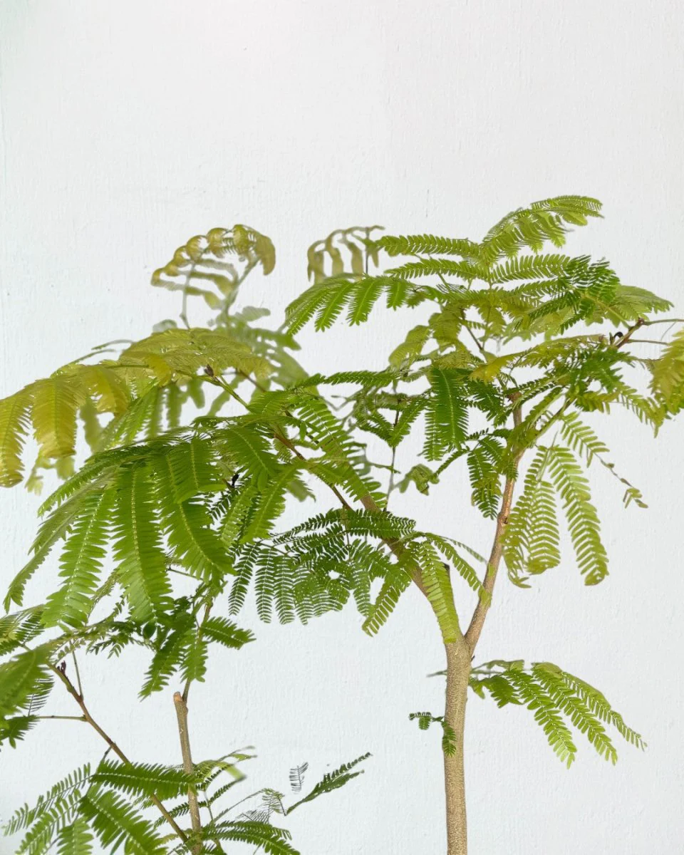 Everfresh Tree (Japan) Standard - Image 7