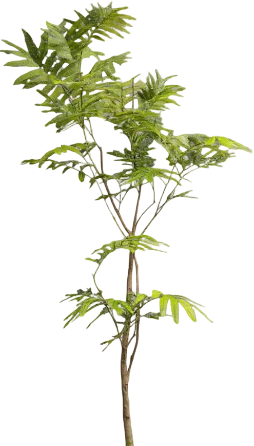 Everfresh Tree (Japan) Standard - Image 9