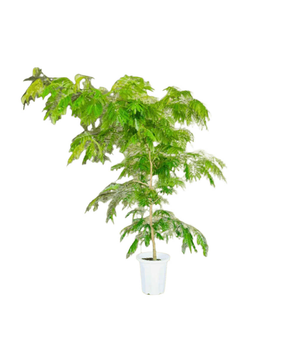 Everfresh Tree (Japan) XL/XXL - Image 12