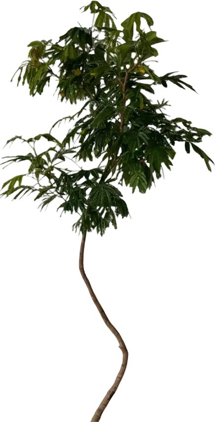 Everfresh Tree (Japan) XL/XXL - Image 14
