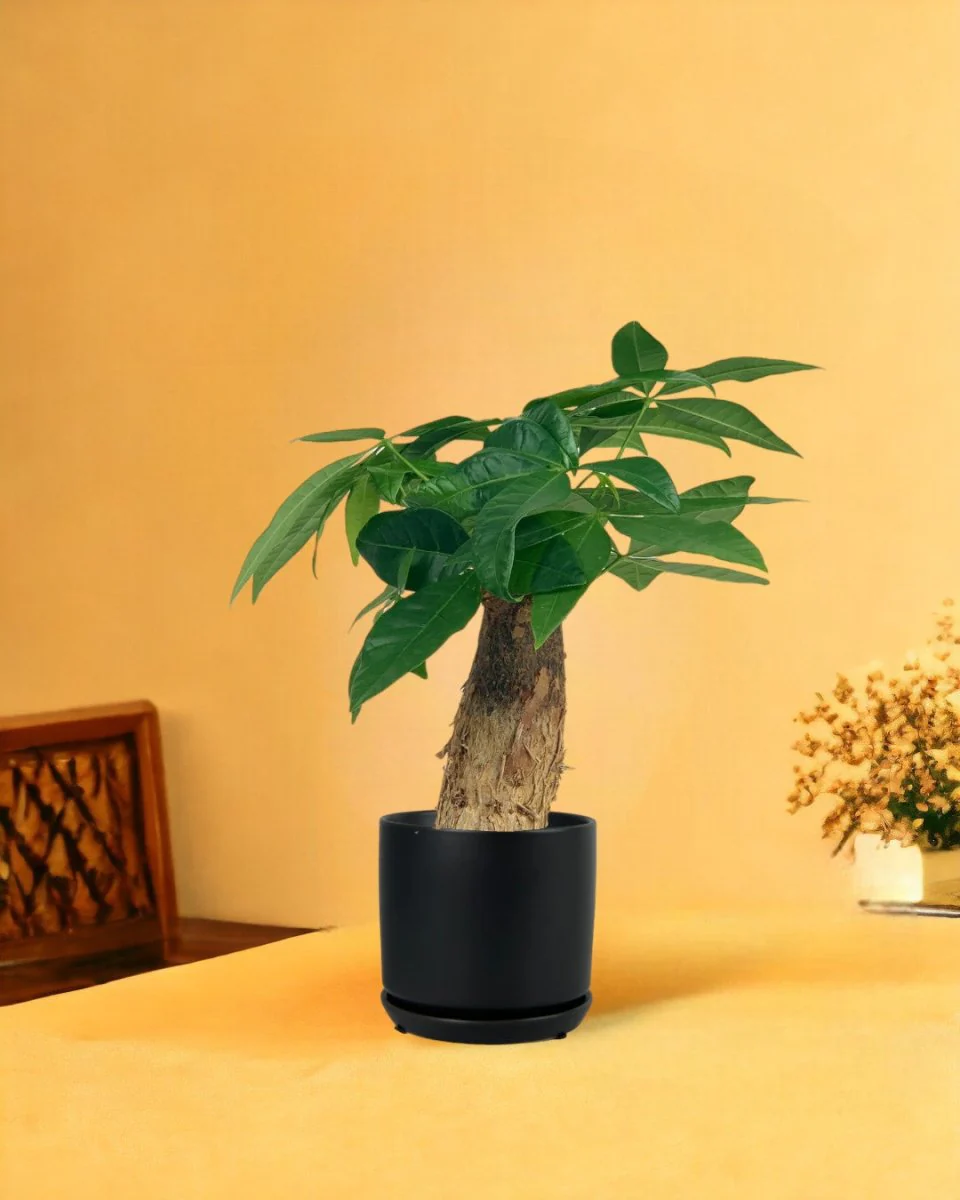 Money Tree Fat Baby - Image 8