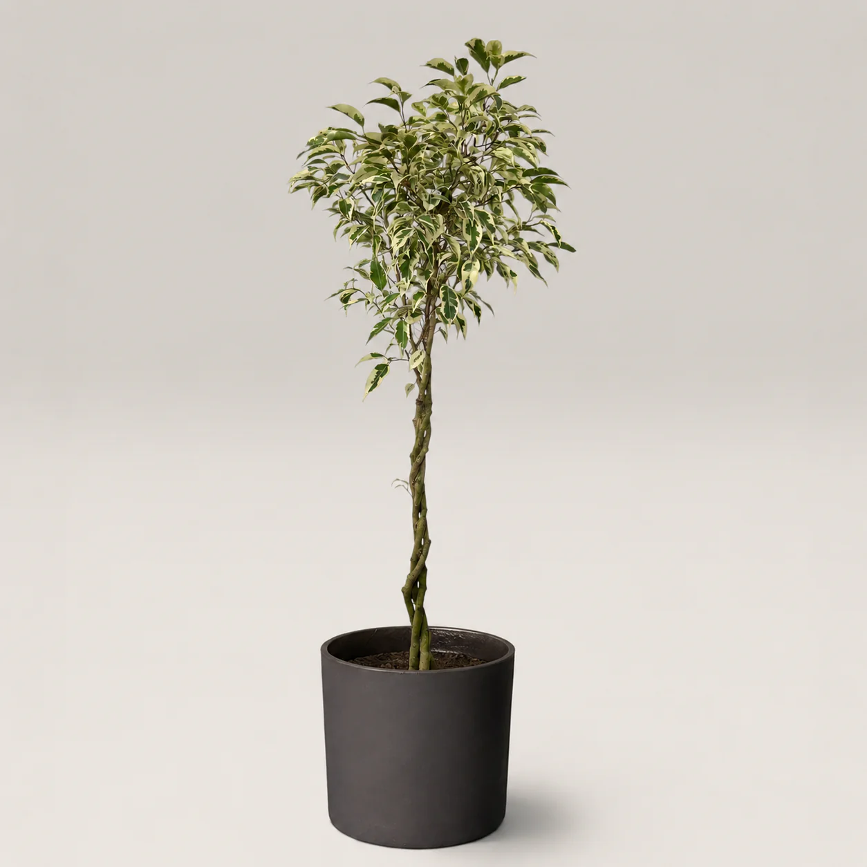 Ficus Benjamina Starlight Beauty Queen (Japan) - Image 4