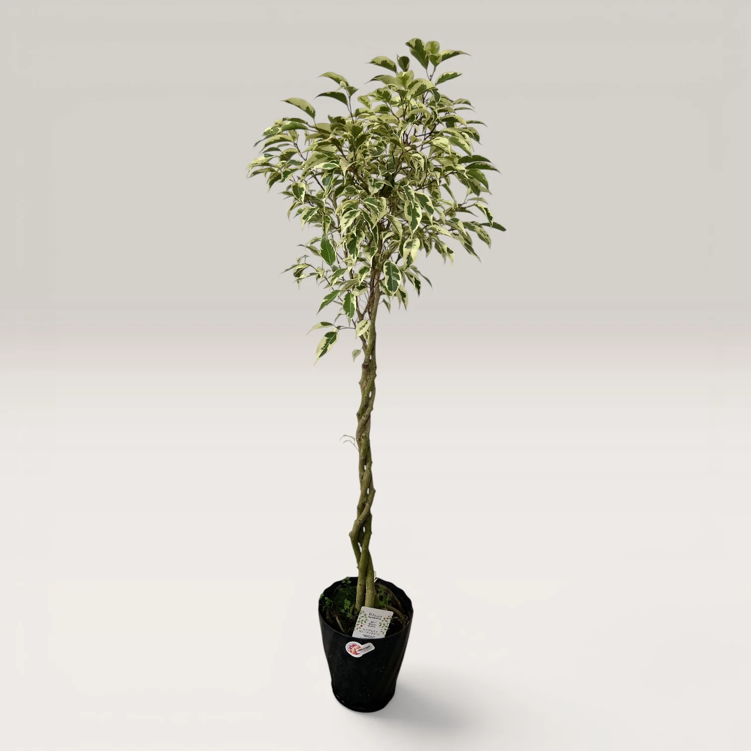 Ficus Benjamina Starlight Beauty Queen (Japan) - Image 5