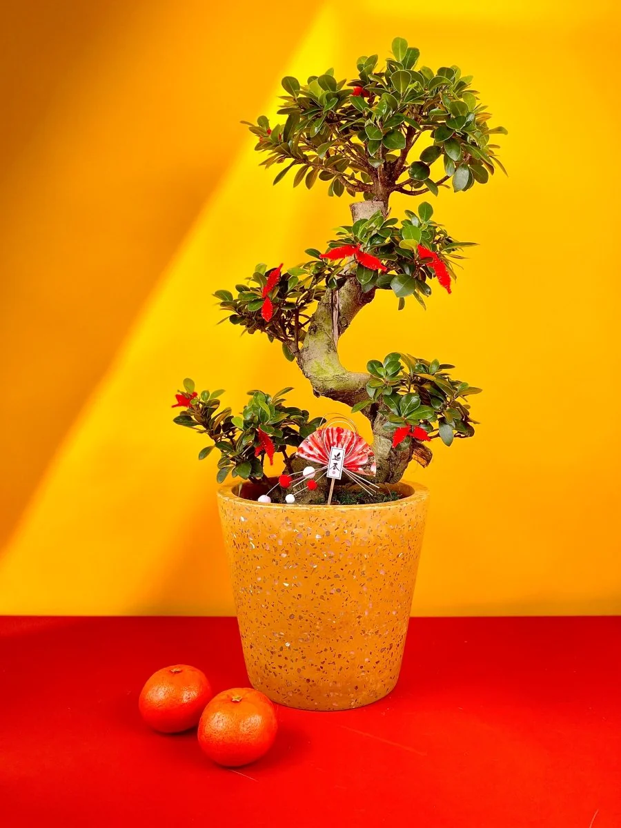 Ficus Cloud Bonsai - Image 9