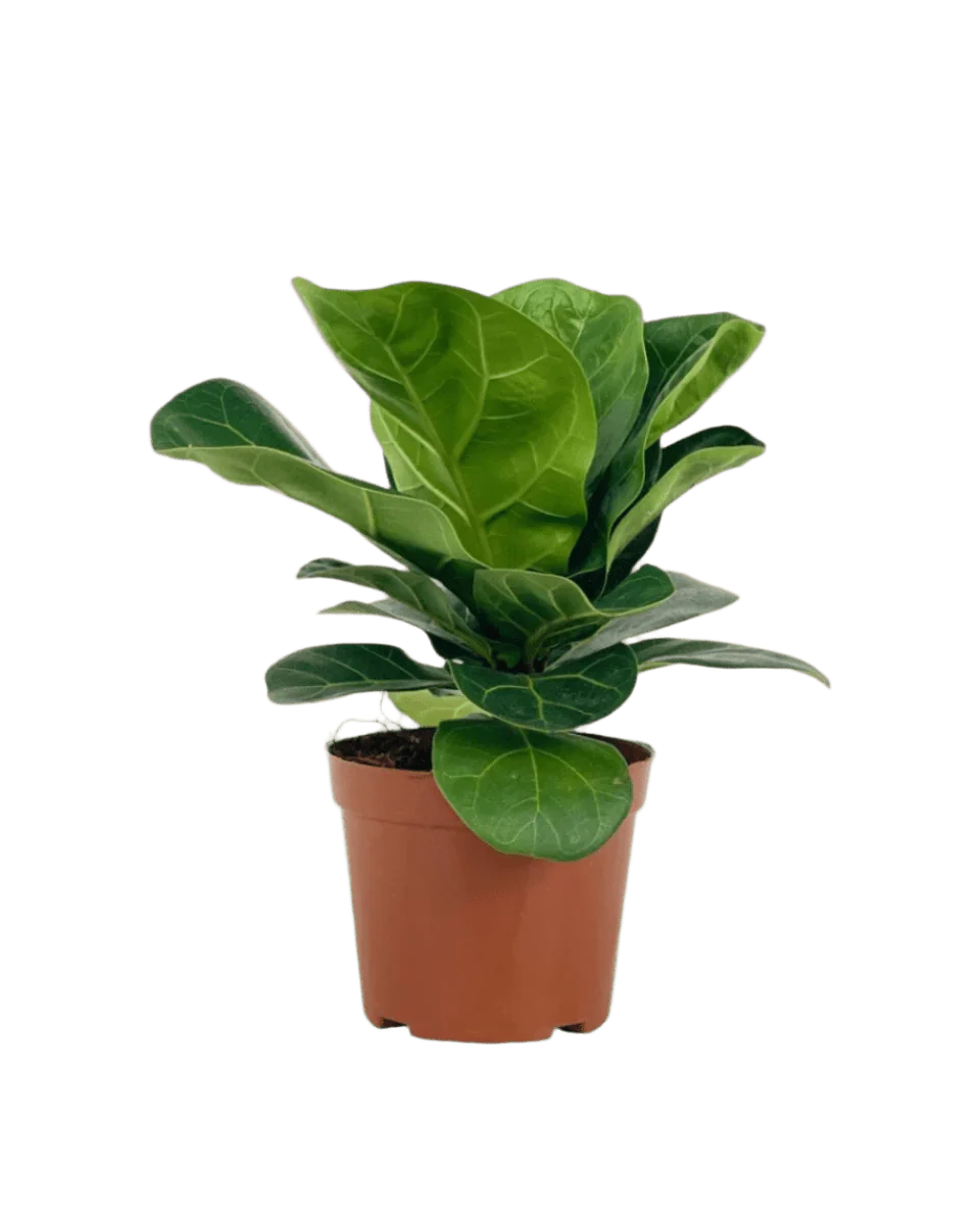 Ficus Lyrata Baby - Image 10
