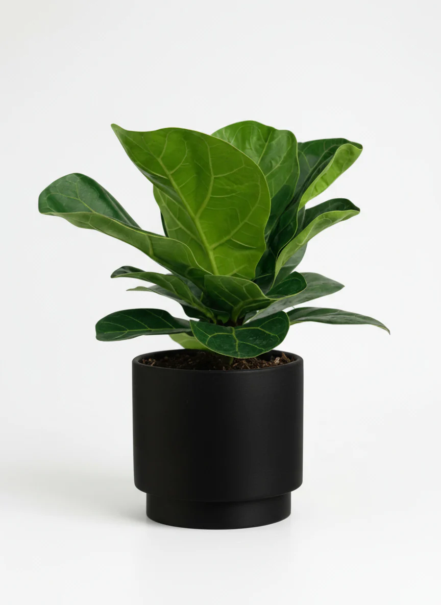 Ficus Lyrata Baby - Image 6