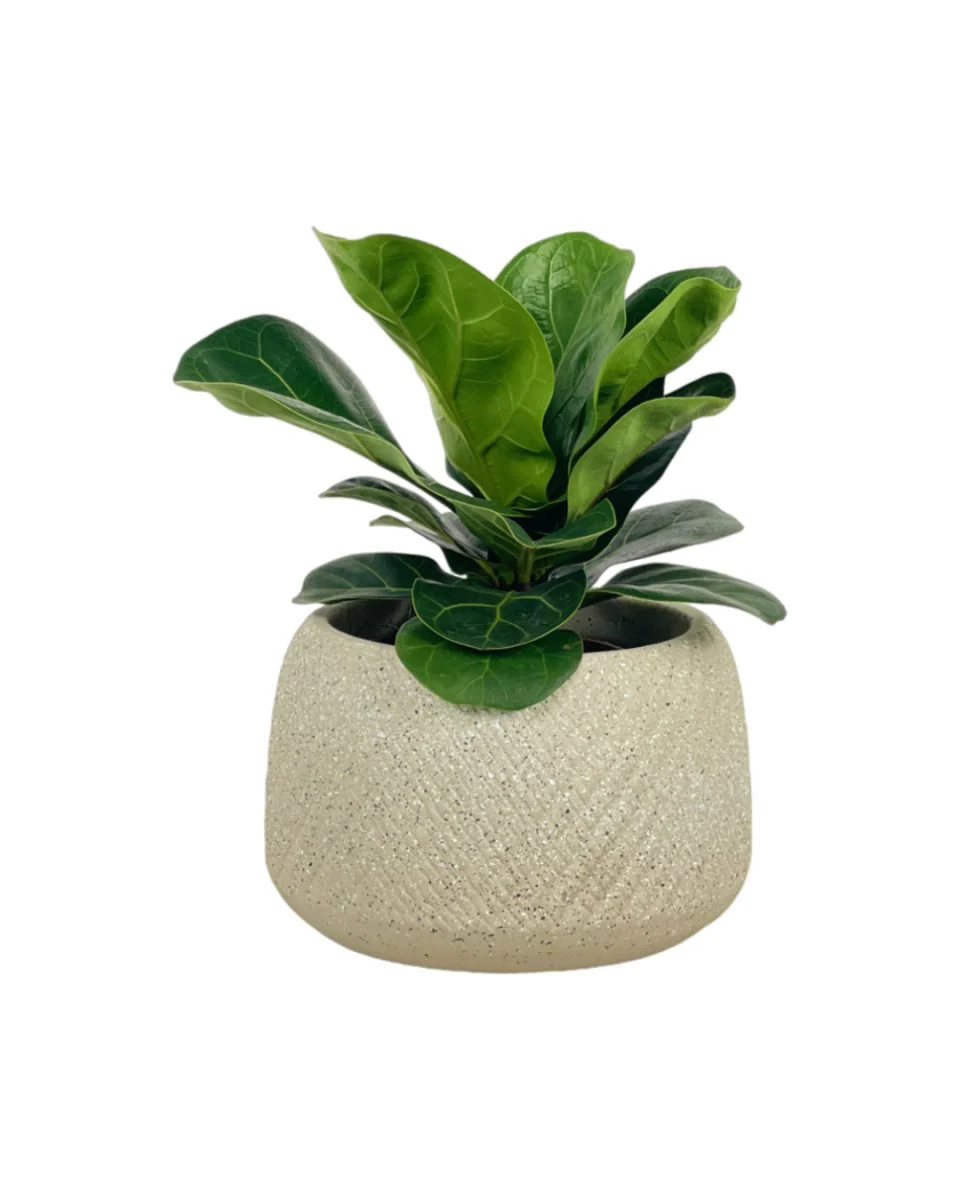 Ficus Lyrata Baby - Image 8