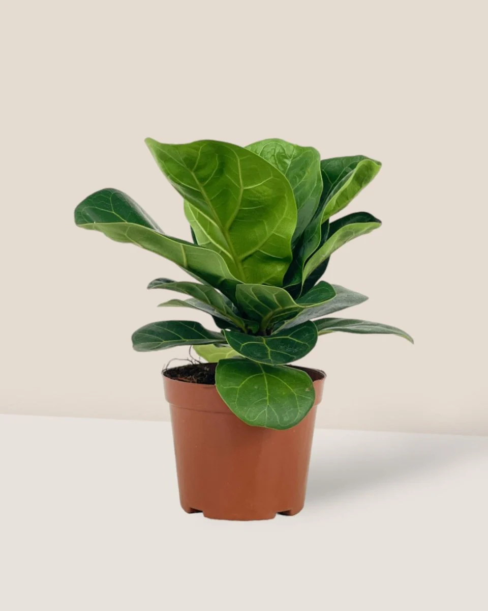 Ficus Lyrata Baby - Image 9