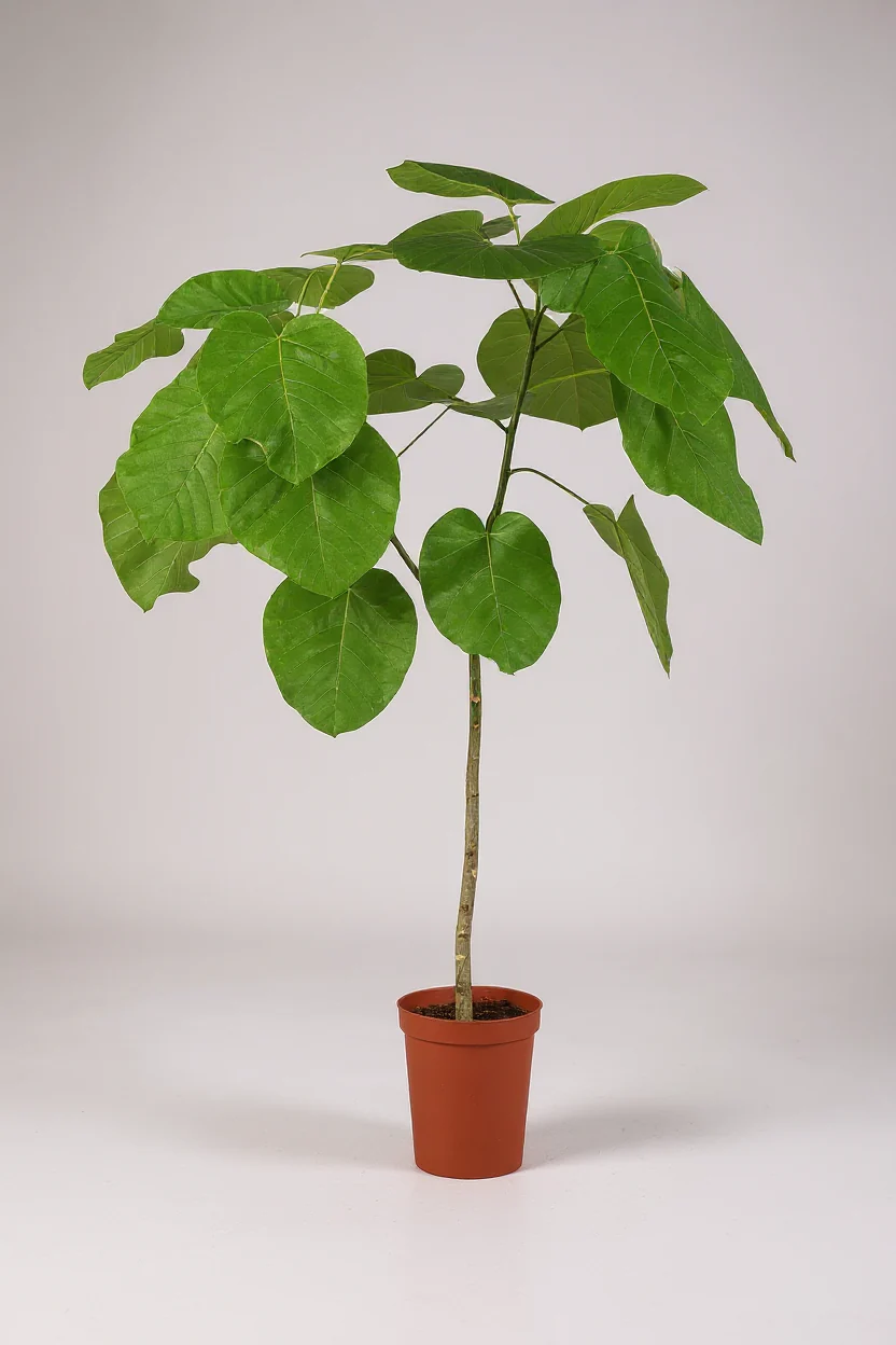 Ficus Umbellata Tree - Image 4