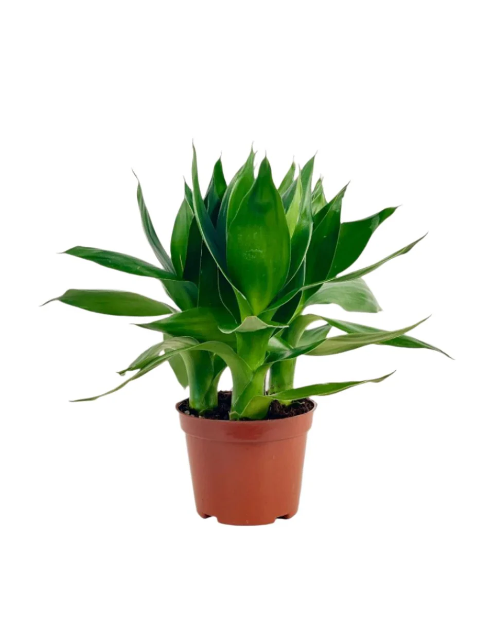 Dracaena Fortune Lotus Bamboo Plant - Image 10