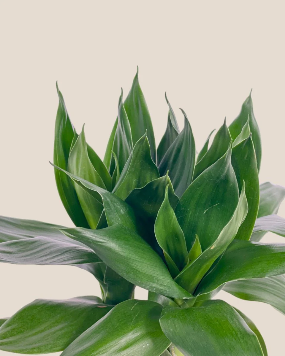 Dracaena Fortune Lotus Bamboo Plant - Image 8