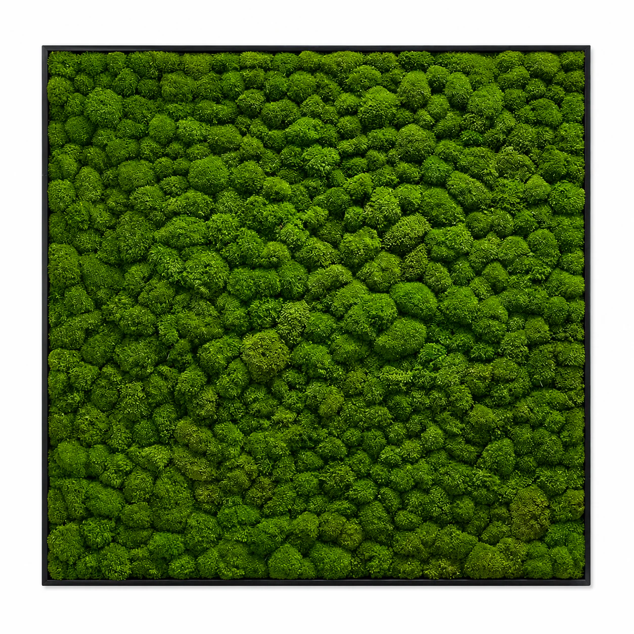 Frame - Preserved Plants: MOSS. - Image 7