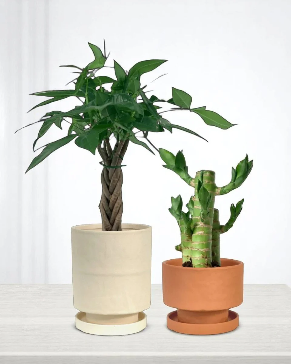 Gift-Ready Set - Image 2