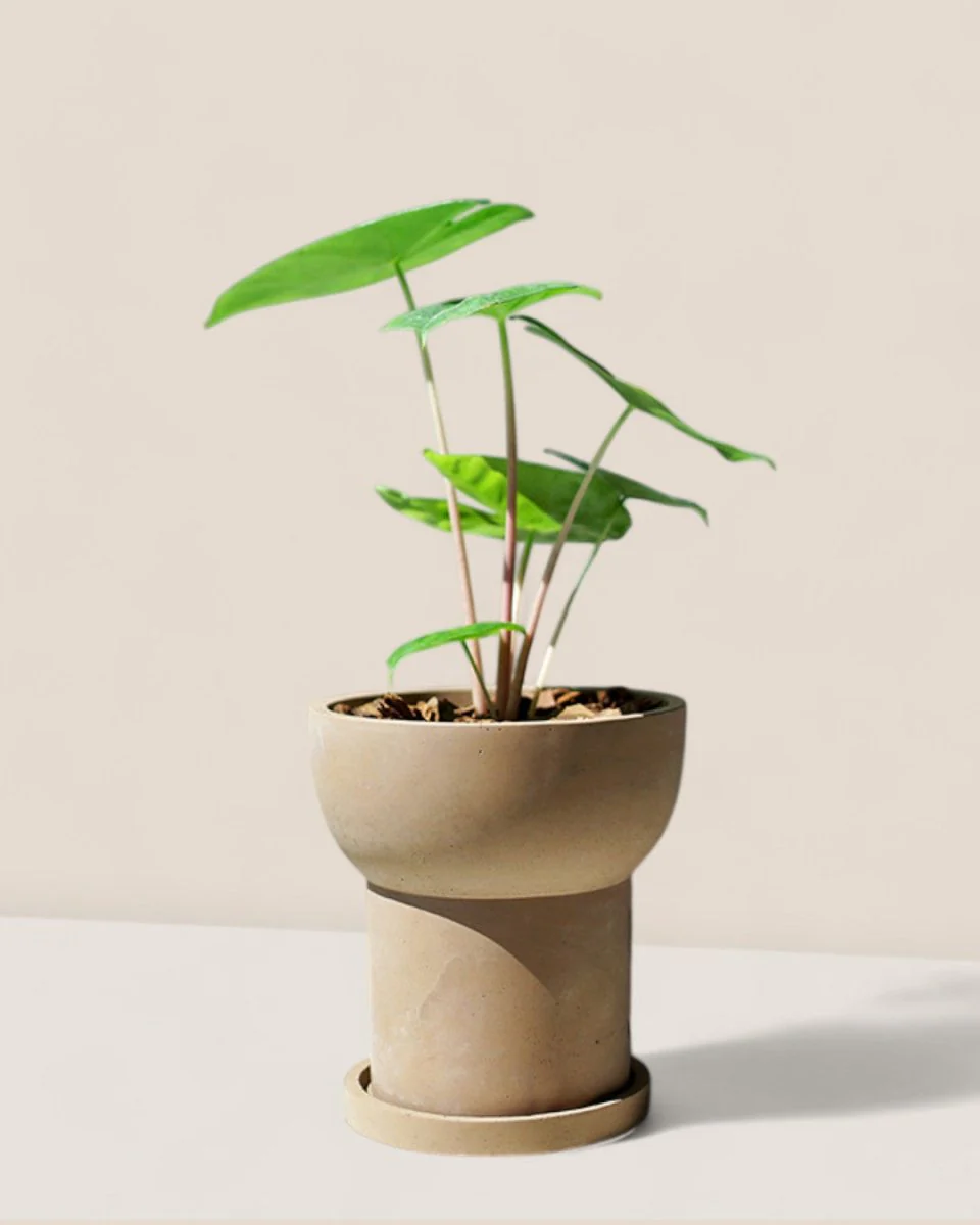 Halo Planters - Image 3