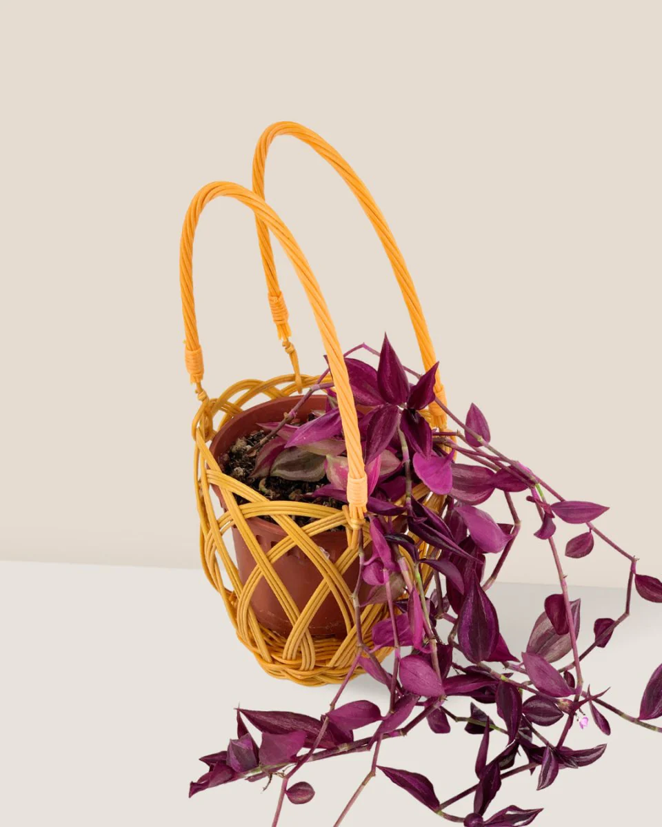 Hanging Basket - Image 3