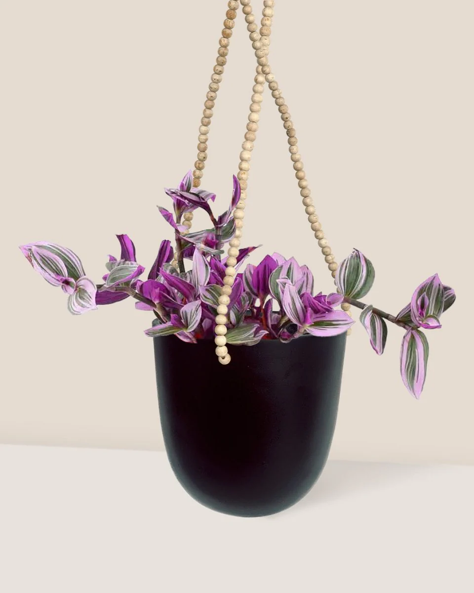 Tradescantia Nanouk (Hanging/Potted) - Image 3