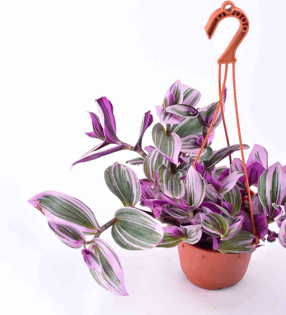 Tradescantia Nanouk (Hanging/Potted) - Image 6