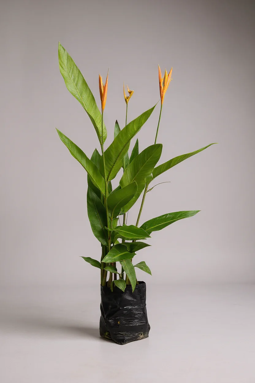 Heliconia - Tall - Image 4