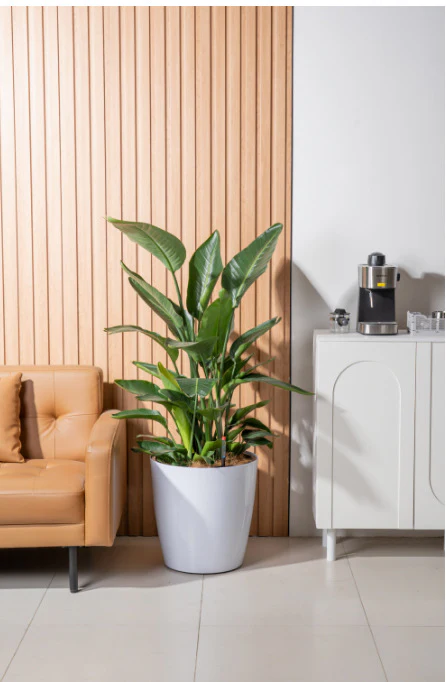 HydroEase Classic Self-Watering Pot - L - Image 6