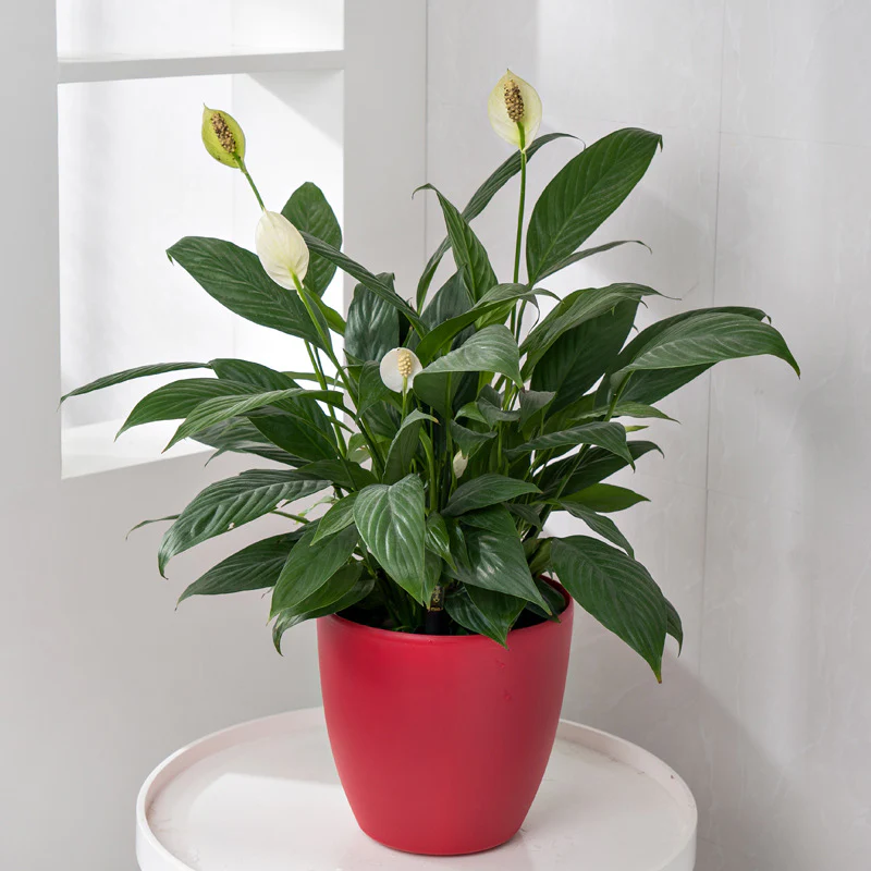 HydroEase Smart Self-Watering Pot - M - Image 2