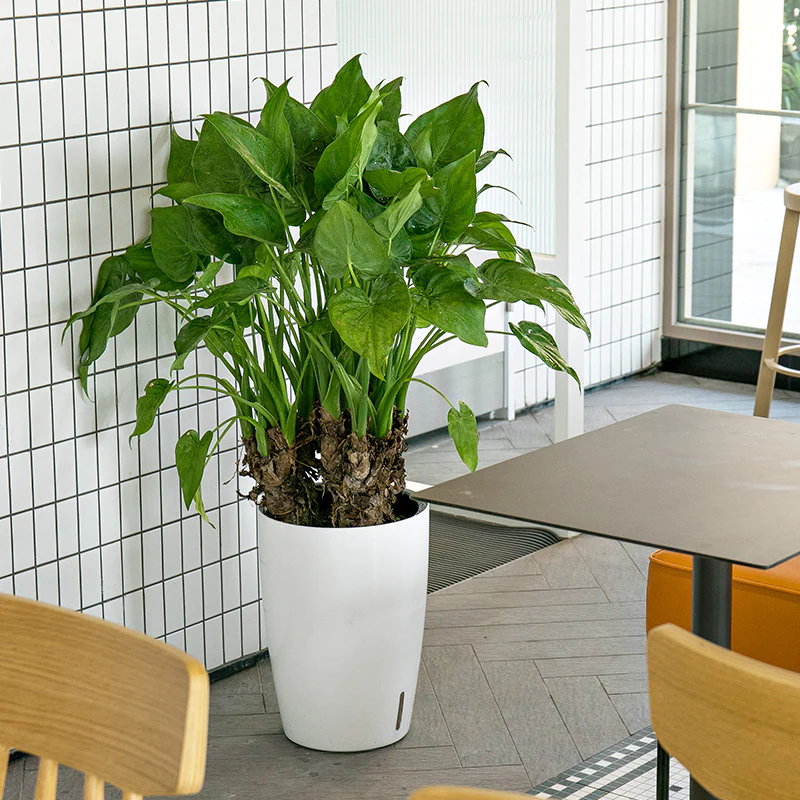 HydroEase Tall Self-Watering Planter - L - Image 2