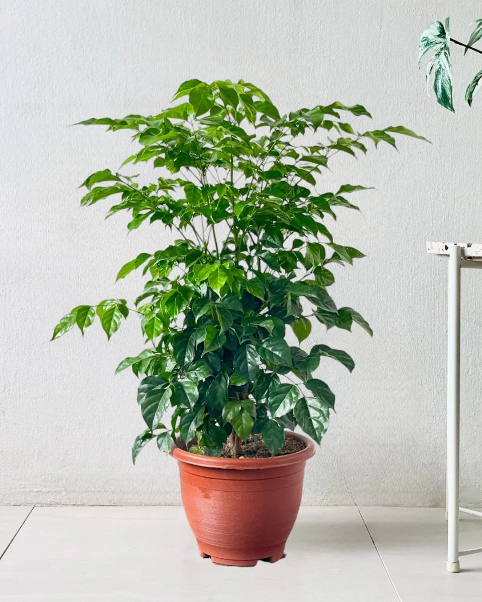 Junior China Doll Tree (0.5m) - Image 12